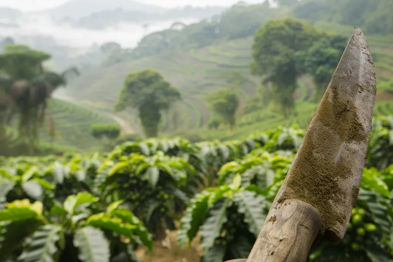 De la Sierra al Campo Historias del Machete en la Agricultura Mundial