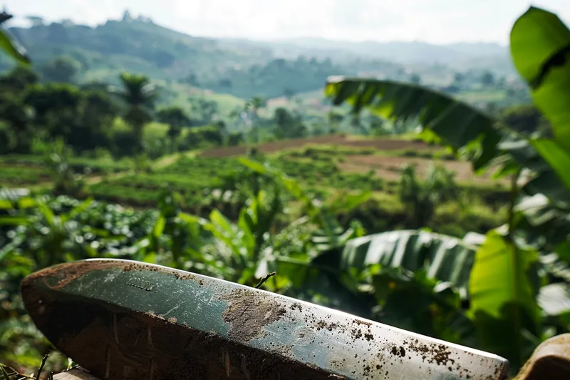 El Machete en la Era Colonial Transformacion de Paisajes y Cultivos