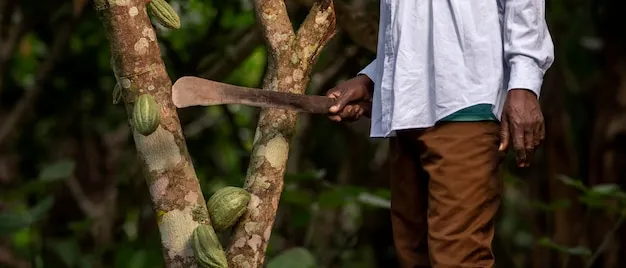 El Machete y la Agricultura de Precision Combinando Tradicion con Tecnologia