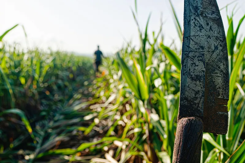 La historia del machete y su evolucion en la agricultura