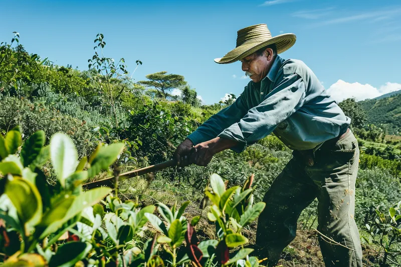 Preparacion del Terreno para Plantaciones con el Uso del Machete