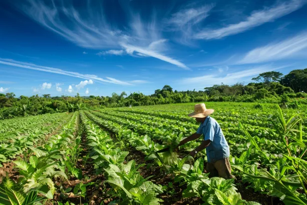 Cultivo y Corte El Machete en la Recoleccion de Cultivos Tropicales